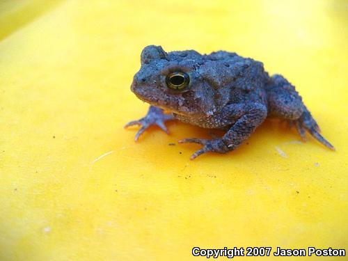 Eastern American Toad (Anaxyrus americanus americanus)