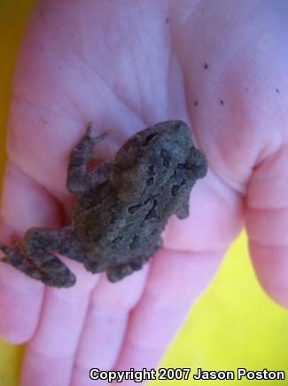 Eastern American Toad (Anaxyrus americanus americanus)