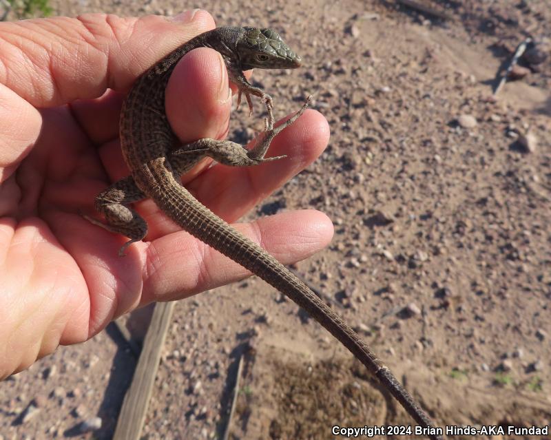 Great Basin Whiptail (Aspidoscelis tigris tigris)