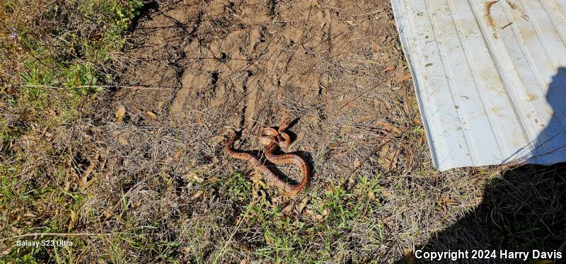 Red Cornsnake (Pantherophis guttatus)