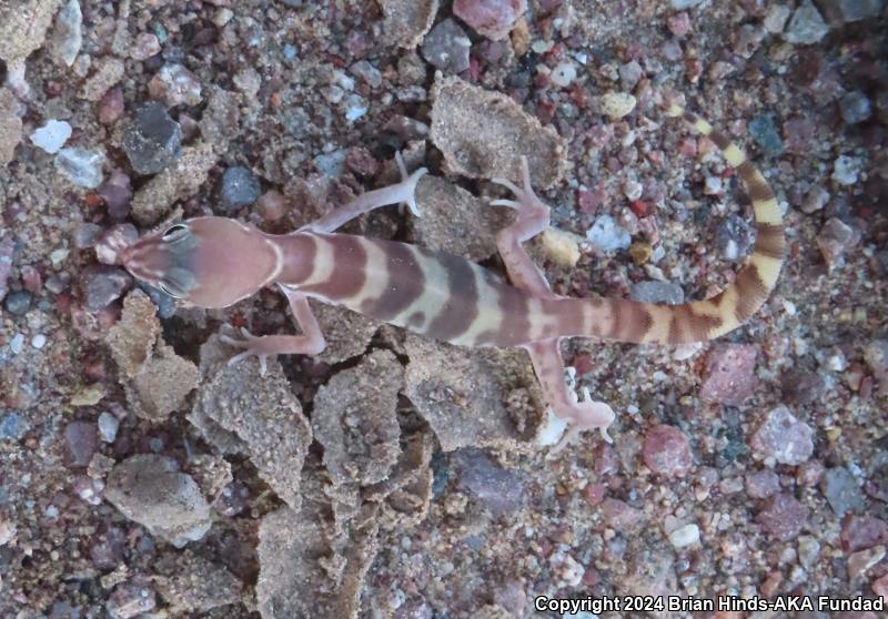 Desert Banded Gecko (Coleonyx variegatus variegatus)