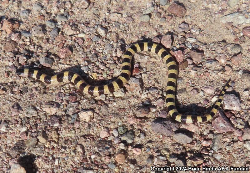 Mojave Shovel-nosed Snake (Chionactis occipitalis occipitalis)