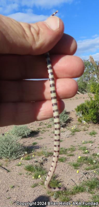 Mojave Shovel-nosed Snake (Chionactis occipitalis occipitalis)