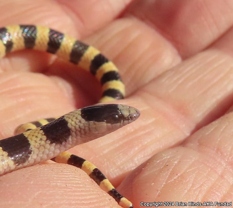 Mojave Shovel-nosed Snake (Chionactis occipitalis occipitalis)