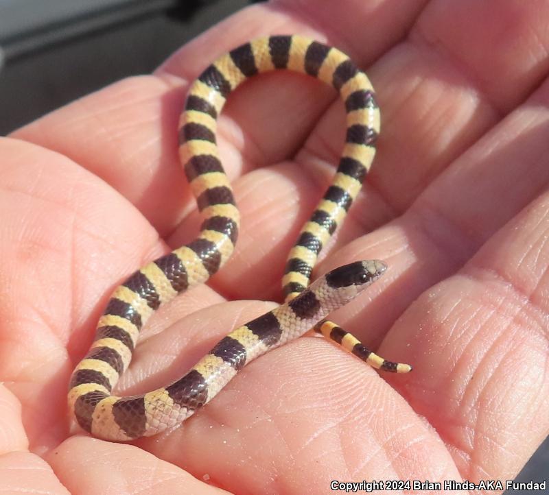 Mojave Shovel-nosed Snake (Chionactis occipitalis occipitalis)