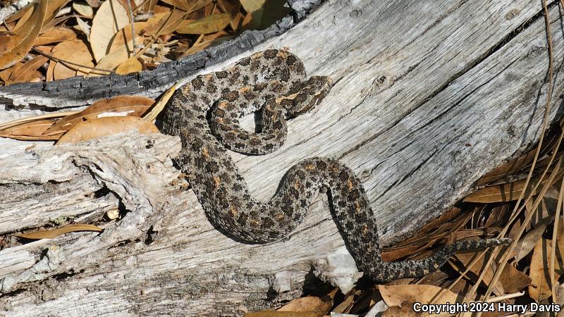 Dusky Pigmy Rattlesnake (Sistrurus miliarius barbouri)