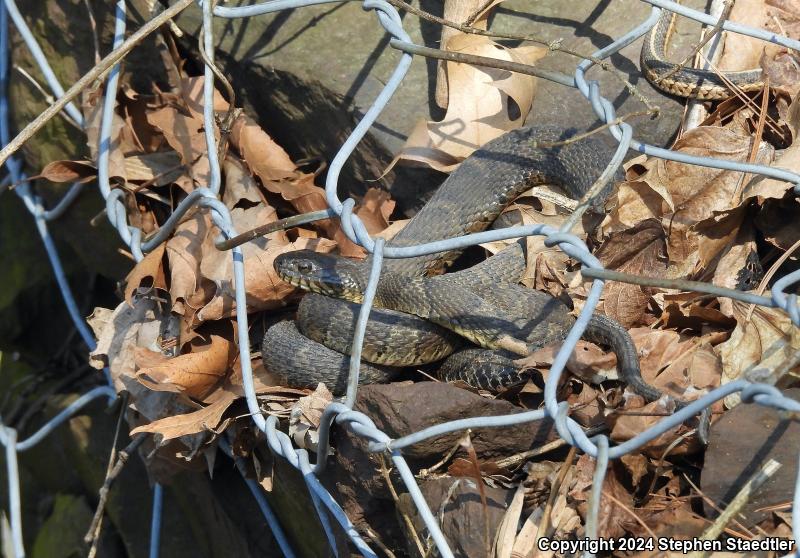 Northern Watersnake (Nerodia sipedon sipedon)