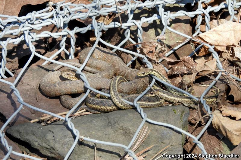 Northern Watersnake (Nerodia sipedon sipedon)