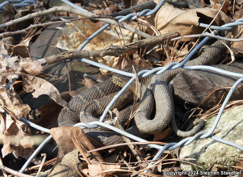 Northern Watersnake (Nerodia sipedon sipedon)