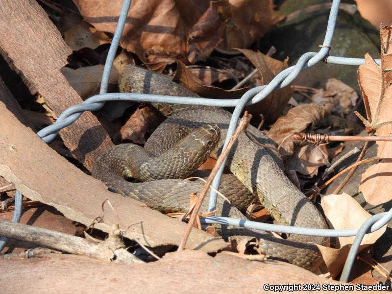 Northern Watersnake (Nerodia sipedon sipedon)