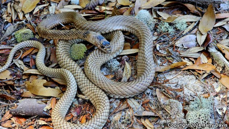 Eastern Coachwhip (Coluber flagellum flagellum)