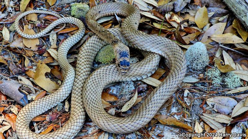 Eastern Coachwhip (Coluber flagellum flagellum)