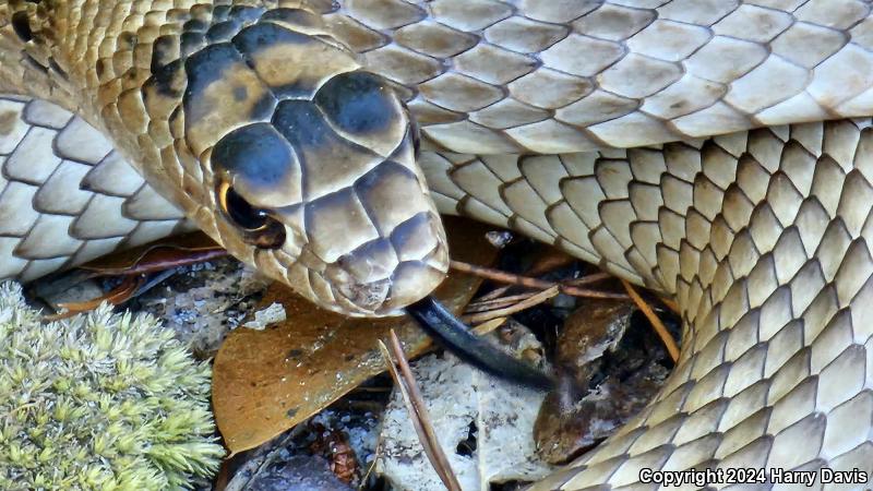 Eastern Coachwhip (Coluber flagellum flagellum)