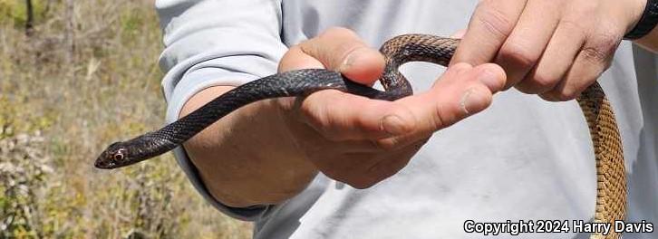 Eastern Coachwhip (Coluber flagellum flagellum)