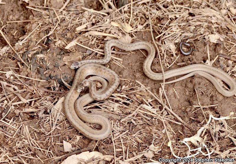 Northern Brownsnake (Storeria dekayi dekayi)