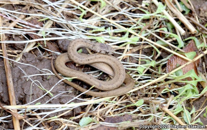 Northern Brownsnake (Storeria dekayi dekayi)