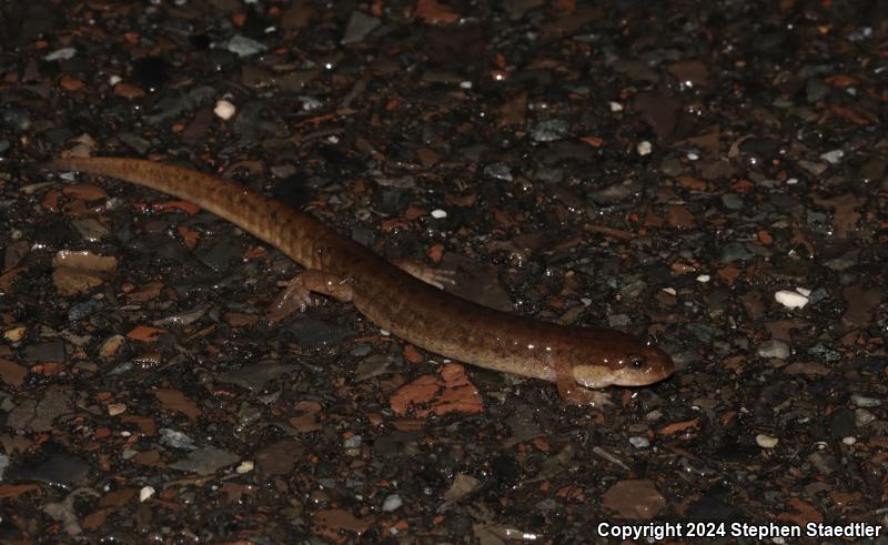 Northern Dusky Salamander (Desmognathus fuscus)