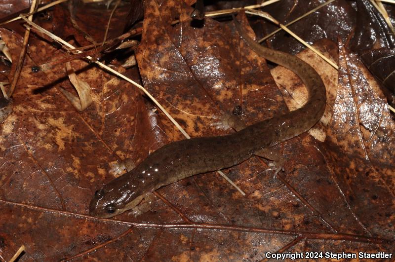 Northern Dusky Salamander (Desmognathus fuscus)