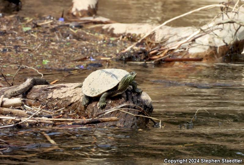 Northern Map Turtle (Graptemys geographica)