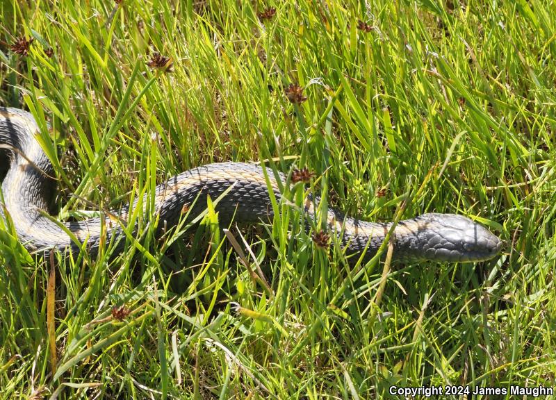 Santa Cruz Gartersnake (Thamnophis atratus atratus)