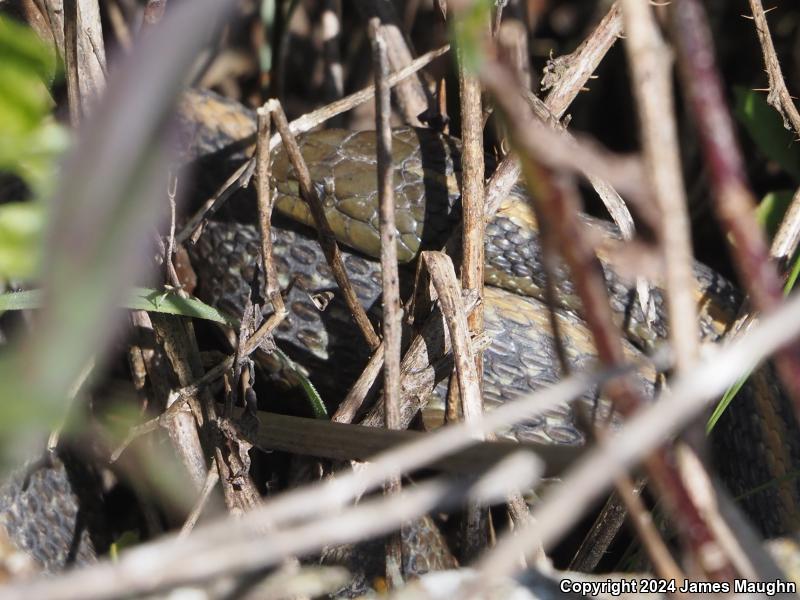 Santa Cruz Gartersnake (Thamnophis atratus atratus)