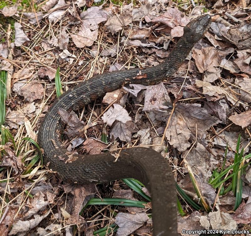 Northern Watersnake (Nerodia sipedon sipedon)