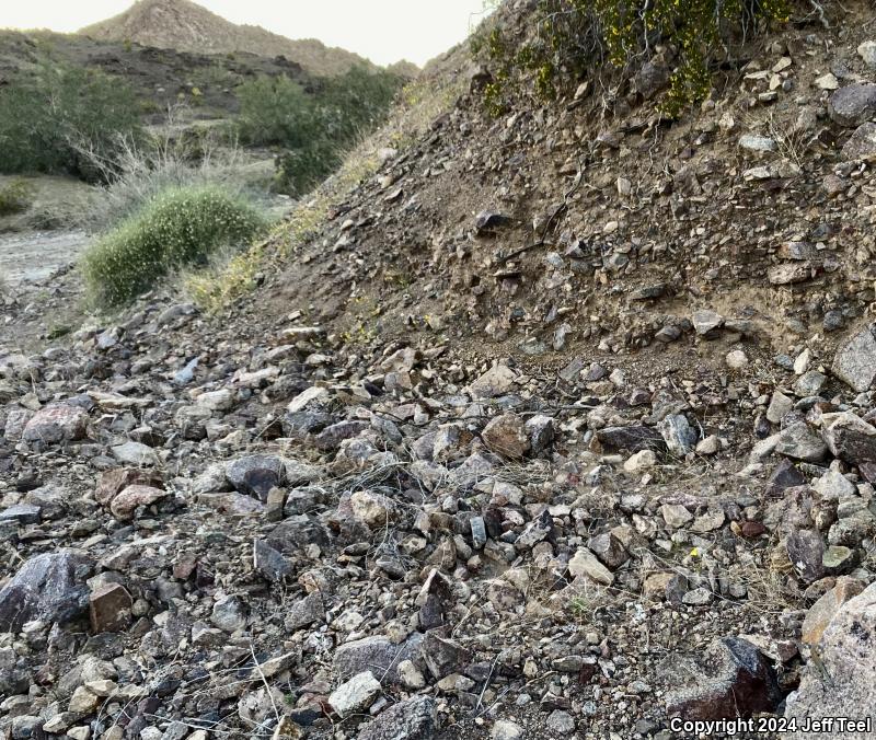 Western Side-blotched Lizard (Uta stansburiana elegans)