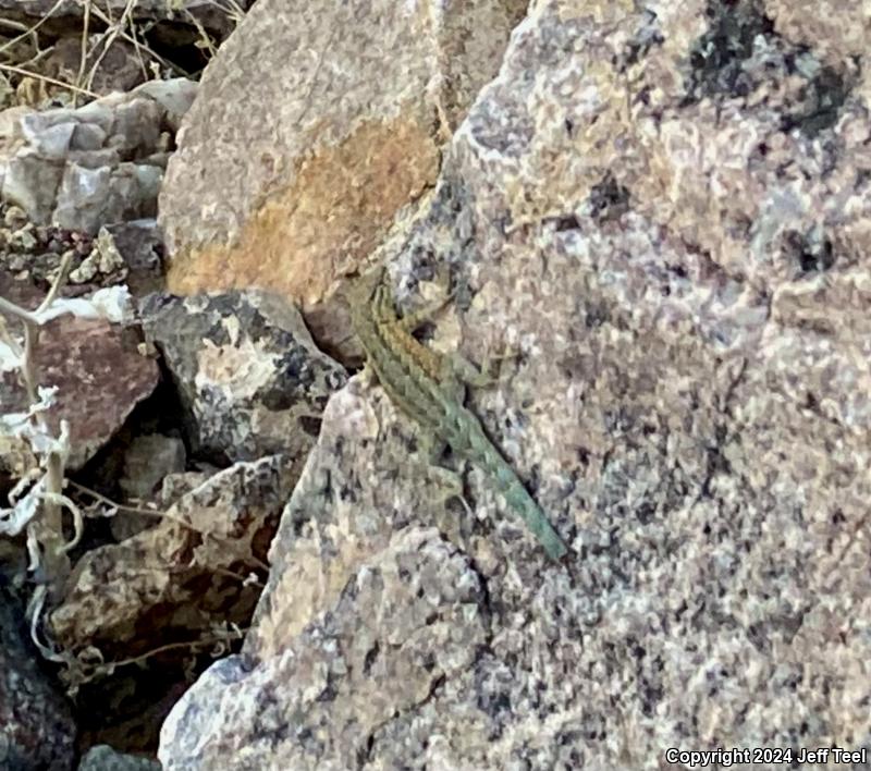 Western Side-blotched Lizard (Uta stansburiana elegans)