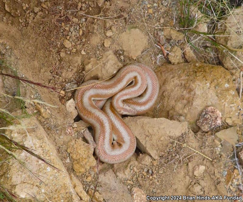 Desert Rosy Boa (Lichanura trivirgata gracia)