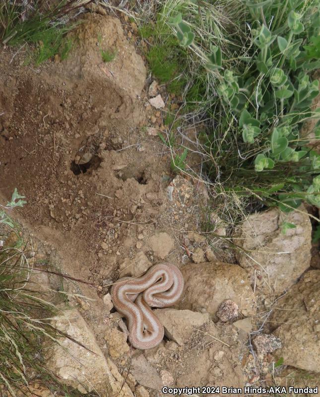 Desert Rosy Boa (Lichanura trivirgata gracia)