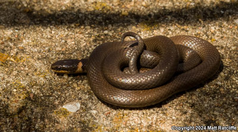 Prairie Ring-necked Snake (Diadophis punctatus arnyi)