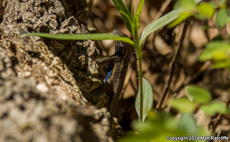 Prairie Lizard (Sceloporus consobrinus)