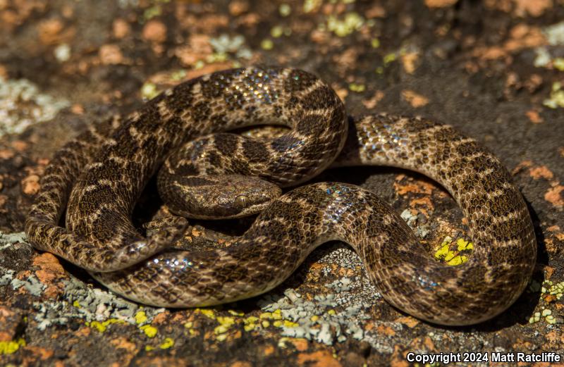 Texas Nightsnake (Hypsiglena jani texana)