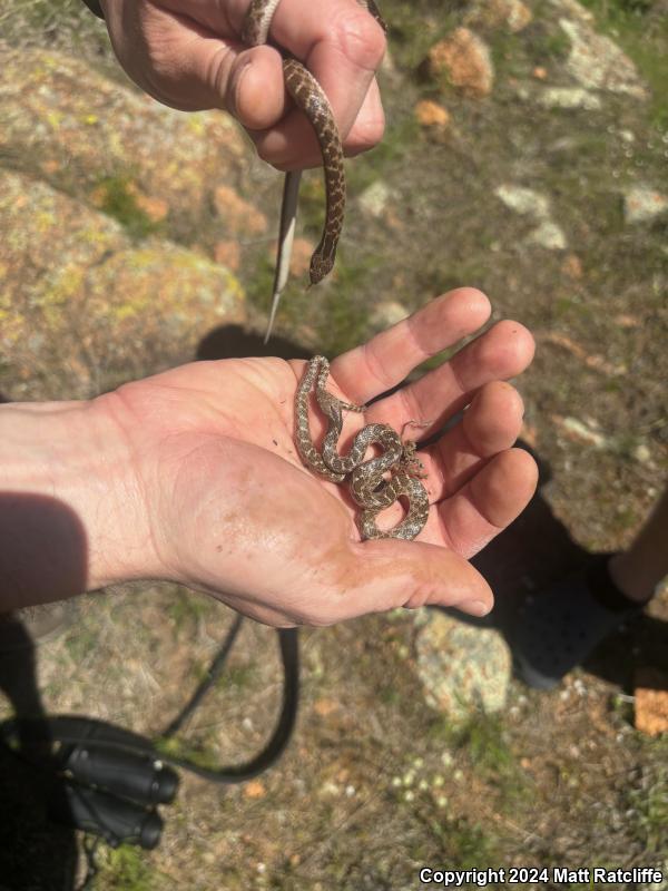 Texas Nightsnake (Hypsiglena jani texana)