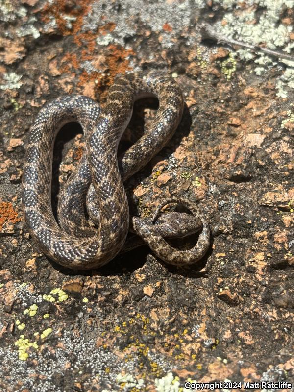 Texas Nightsnake (Hypsiglena jani texana)