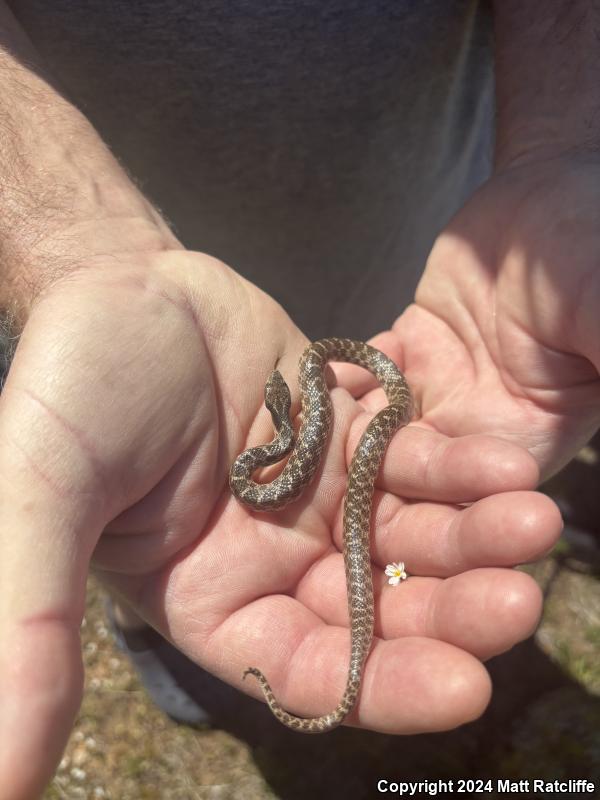 Texas Nightsnake (Hypsiglena jani texana)