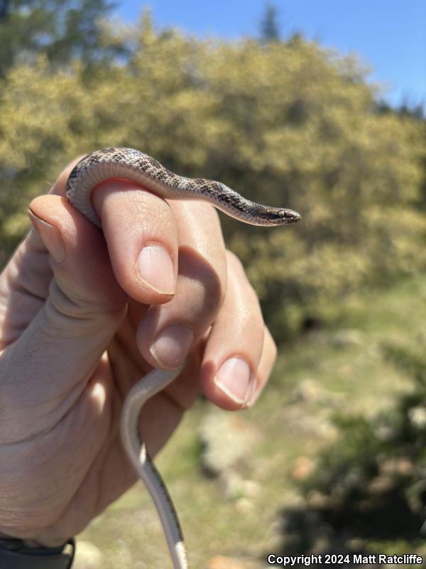 Texas Nightsnake (Hypsiglena jani texana)