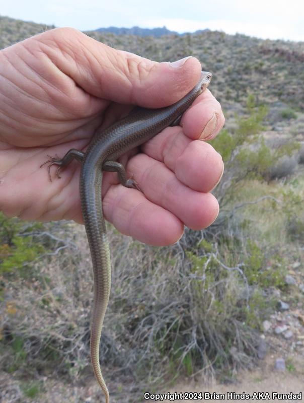 Gilbert's Skink (Plestiodon gilberti)