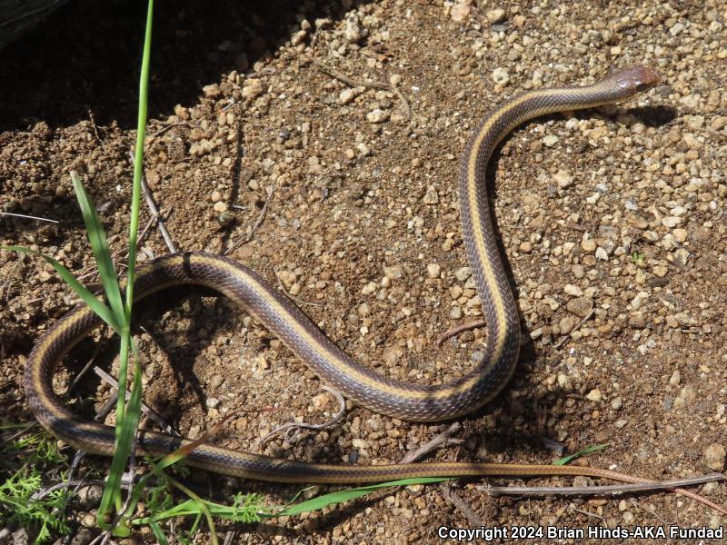 Coast Patch-nosed Snake (Salvadora hexalepis virgultea)