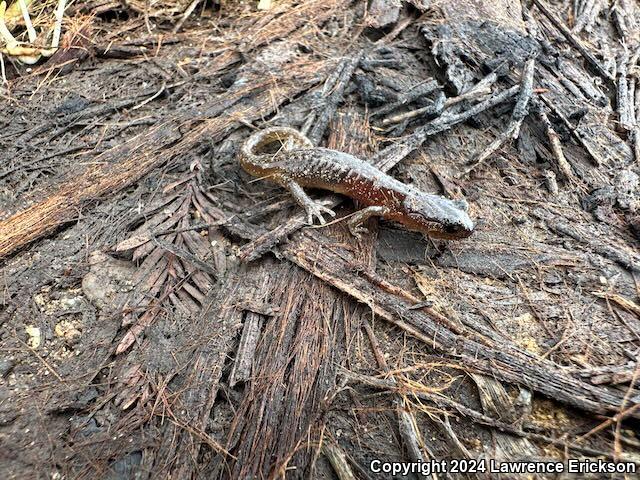 Arboreal Salamander (Aneides lugubris)