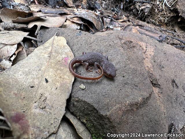 Rough-skinned Newt (Taricha granulosa)