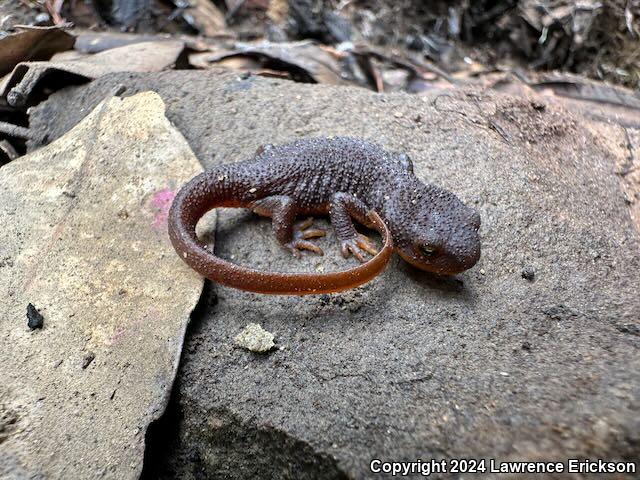 Rough-skinned Newt (Taricha granulosa)