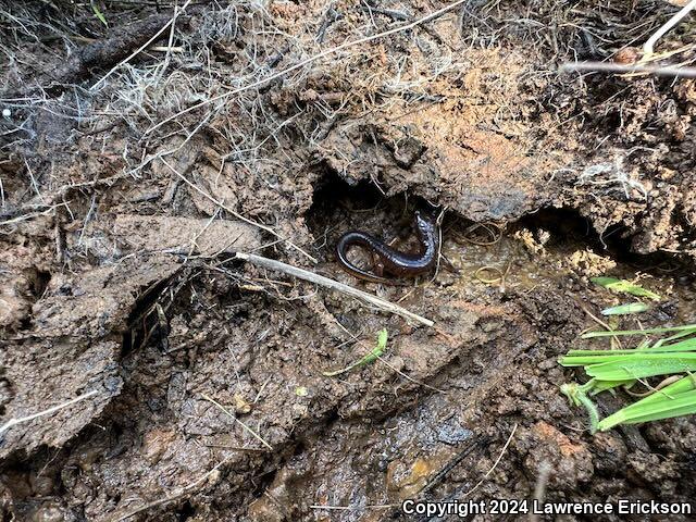 Yellow-eyed Ensatina (Ensatina eschscholtzii xanthoptica)