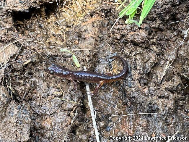 Yellow-eyed Ensatina (Ensatina eschscholtzii xanthoptica)