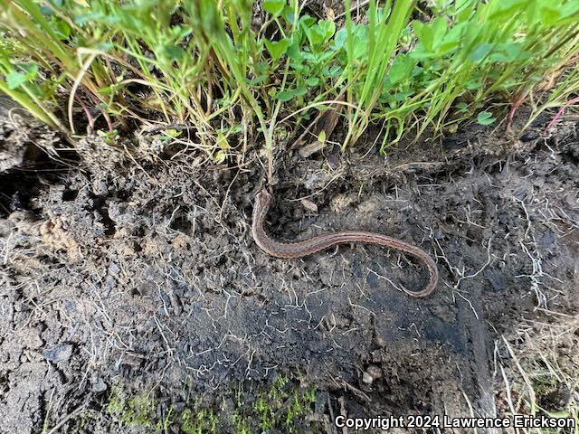 California Slender Salamander (Batrachoseps attenuatus)