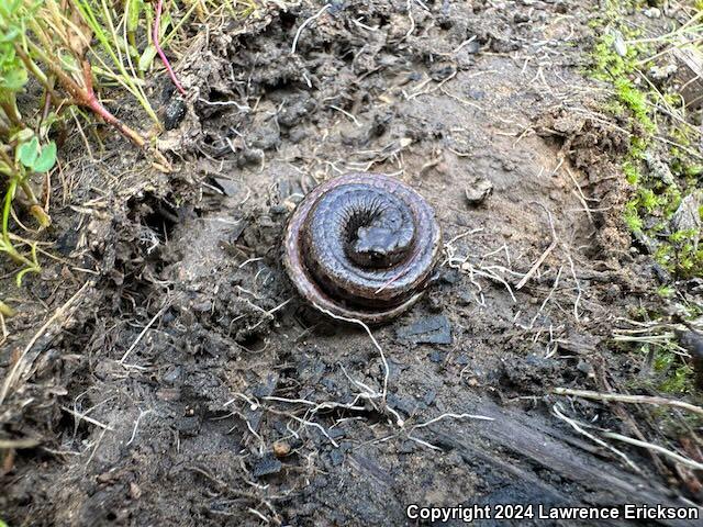 California Slender Salamander (Batrachoseps attenuatus)