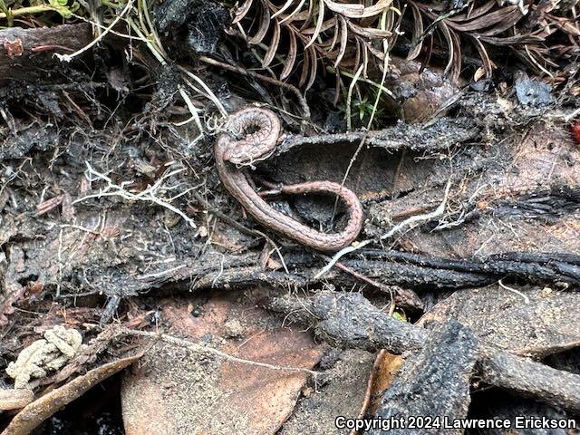 California Slender Salamander (Batrachoseps attenuatus)