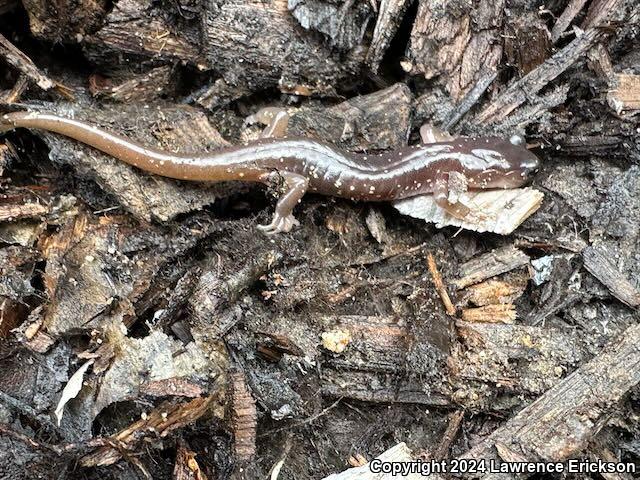 Arboreal Salamander (Aneides lugubris)