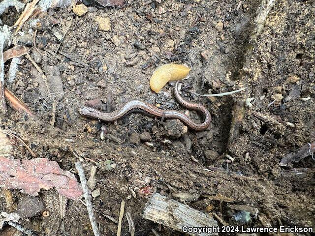 California Slender Salamander (Batrachoseps attenuatus)