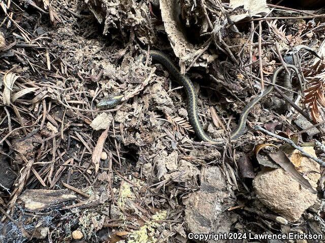 Santa Cruz Gartersnake (Thamnophis atratus atratus)